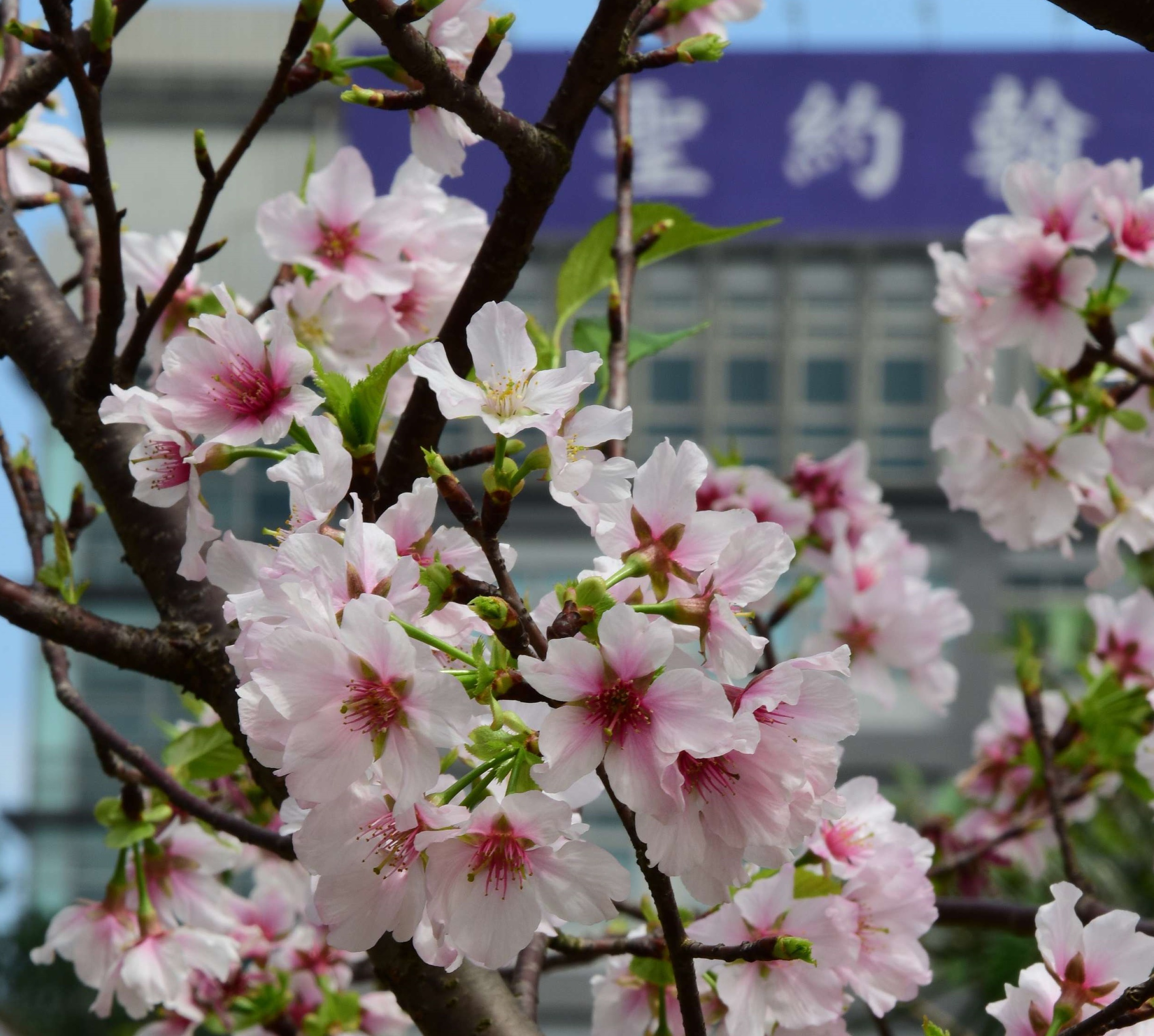 聖約大校園內四季繁花燦開，3月中旬粉嫩杜鵑花即將登場