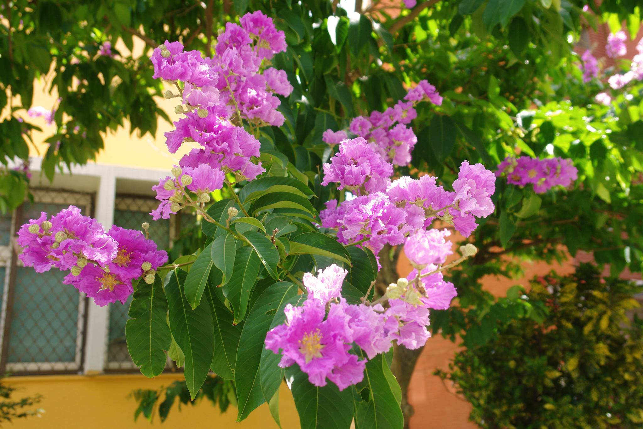紫薇花盛開，皺褶狀的淡紫色花瓣在枝頭上綻放，隨風搖曳，十分美麗
