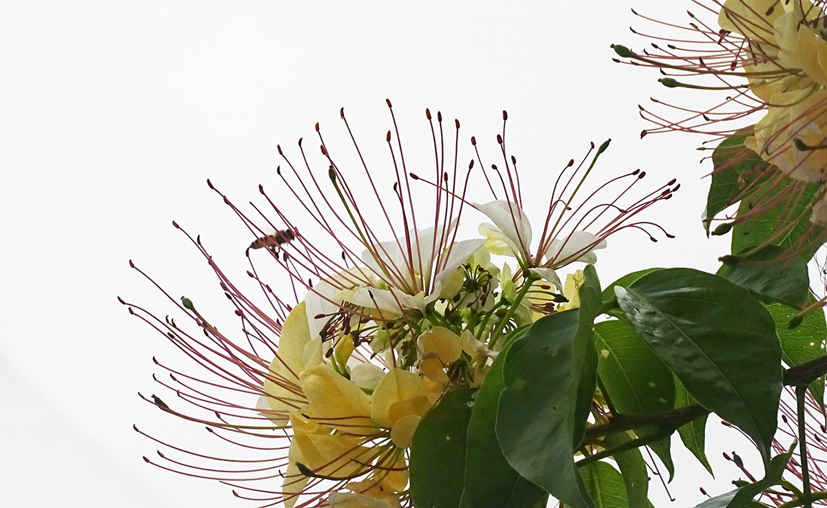 繽紛的花朵， 吸引蜜蜂在花叢中穿梭飛舞